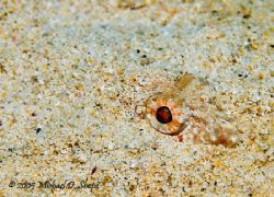 Hidden in the sand- taken with canon 20D and dual DS125's by Michael Shope 